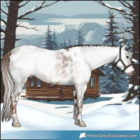 Horse Color:Gray Red Roan Tobiano Appaloosa