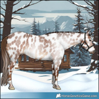 Horse Color:Gray Red Roan Tobiano Appaloosa