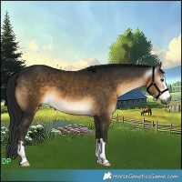 Horse Color:Gray Buckskin 
