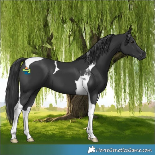 Horse Color:Black Tobiano 