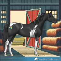 Horse Color:Black Tobiano 
