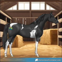 Horse Color:Black Tobiano 
