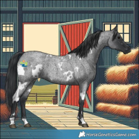 Horse Color:White Spotted Blue Roan 