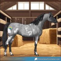 Horse Color:White Spotted Blue Roan 