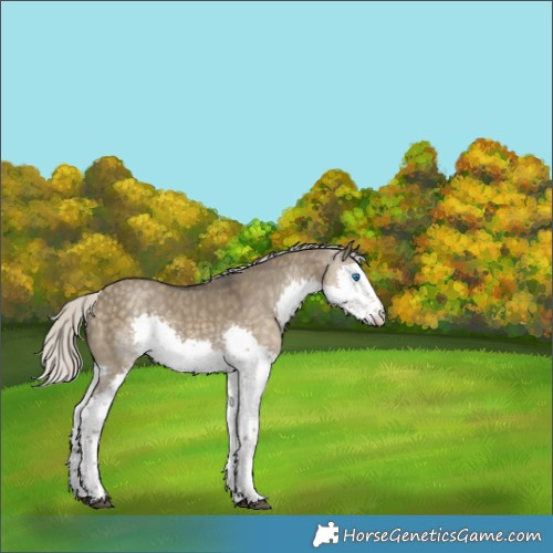 Horse Color:Silver Smoky Grullo Sabino Splash Rabicano 