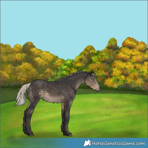 Horse Color:Silver Smoky Black Rabicano 