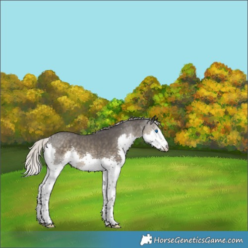 Horse Color:Silver Smoky Black Sabino Splash Rabicano 