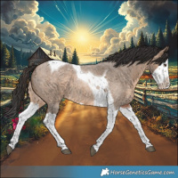Horse Color:Brown Roan Dun Splash Tobiano 