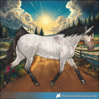 Horse Color:White Spotted Brown Roan Dun 