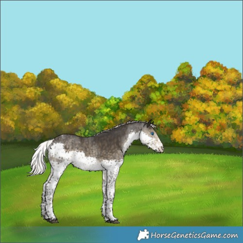 Horse Color:White Spotted Silver Smoky Black Splash 