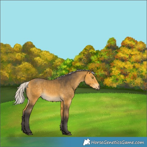Horse Color:Silver Buckskin Rabicano 