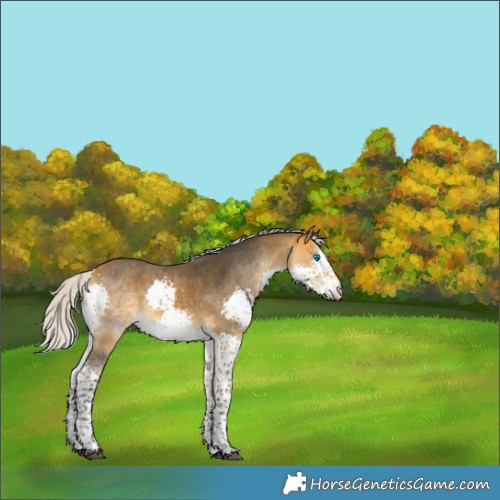 Horse Color:Silver Buckskin Splash 