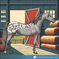 Horse Color:Grullo Appaloosa 