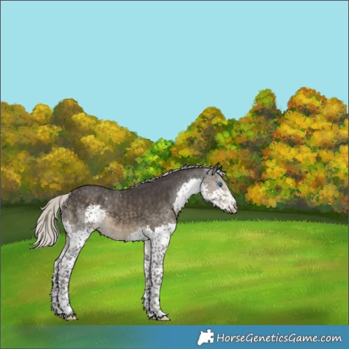 Horse Color:Silver Smoky Black Sabino Splash Tobiano Rabicano 