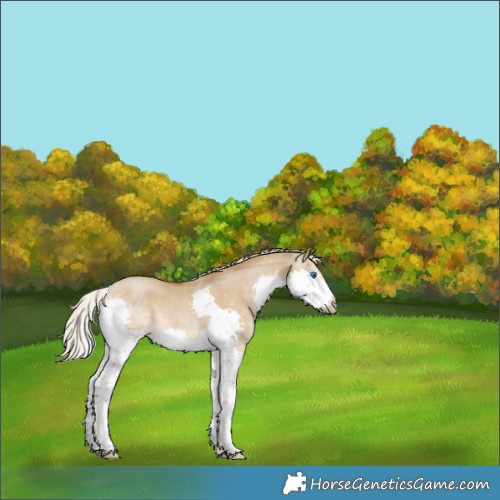 Horse Color:Gray Silver Smoky Grullo Pearl Splash 