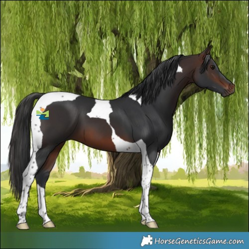 Horse Color:Brown Tobiano 