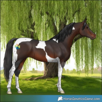 Horse Color:Brown Tobiano