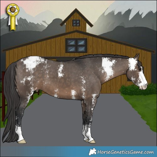 Horse Color:Brown Dun Sabino Appaloosa 