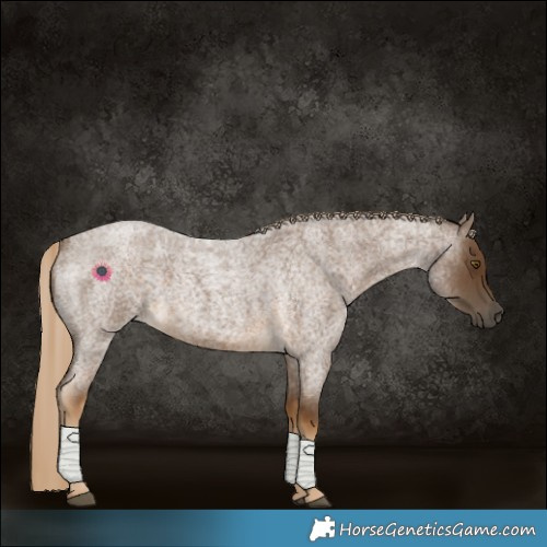 Horse Color:Chocolate Palomino Roan 