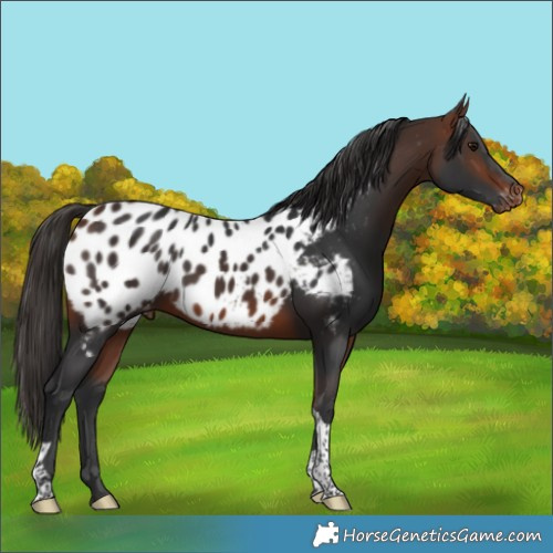 Horse Color:Bay Tobiano Appaloosa 