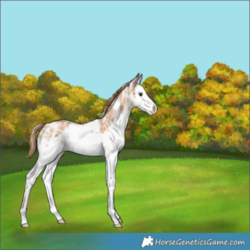 Horse Color:Chestnut Sabino Splash 