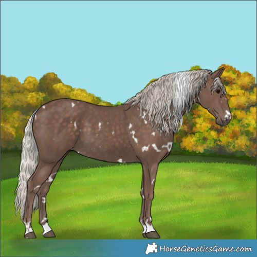Horse Color:White Spotted Silver Black 