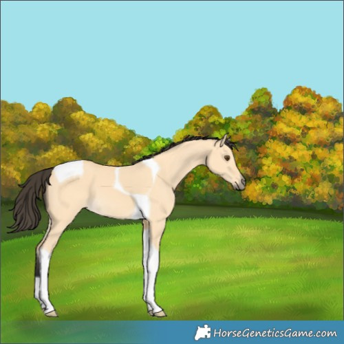 Horse Color:Buckskin Dun Tobiano 