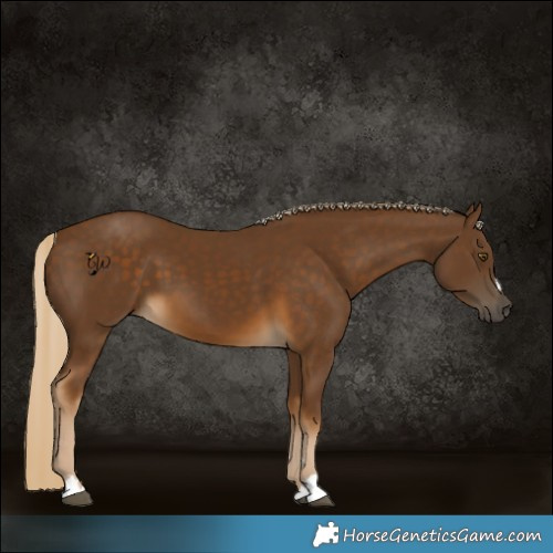 Horse Color:Chocolate Palomino 