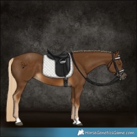 Horse Color:Chocolate Palomino 