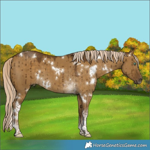 Horse Color:White Spotted Chocolate Palomino Dun Mushroom Tobiano Brindle 
