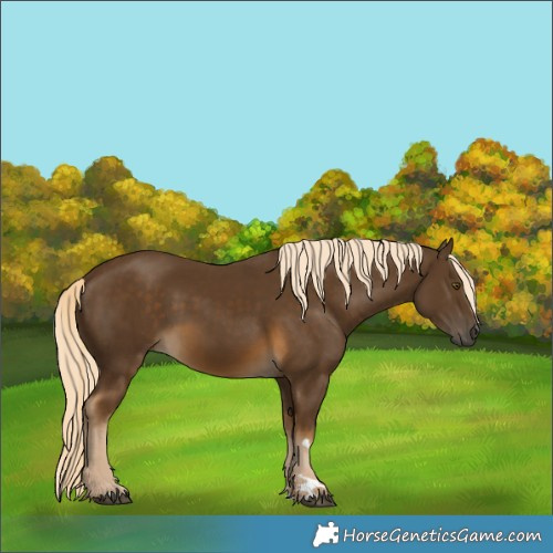 Horse Color:Chocolate Palomino 