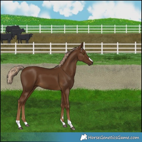 Horse Color:Chocolate Palomino 