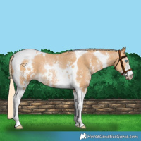 Horse Color:Gray Palomino Pearl Sabino Tobiano