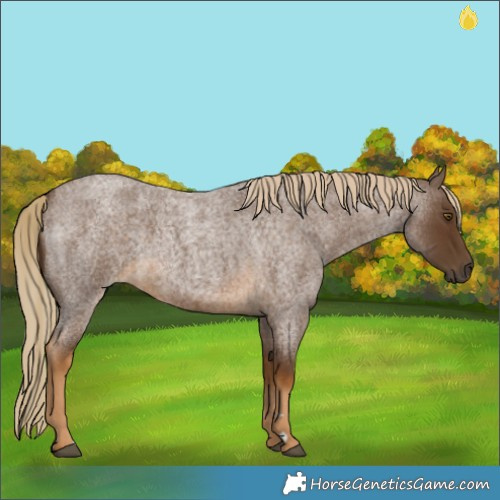Horse Color:Chocolate Palomino Roan