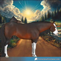 Horse Color:Brown Splash 
