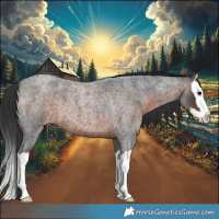 Horse Color:Brown Roan Splash 