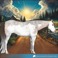 Horse Color:Buckskin Roan Splash Frame 