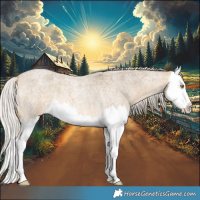 Horse Color:Silver Buckskin Roan Dun Splash 