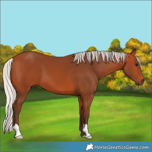 Horse Color:Silver Bay 