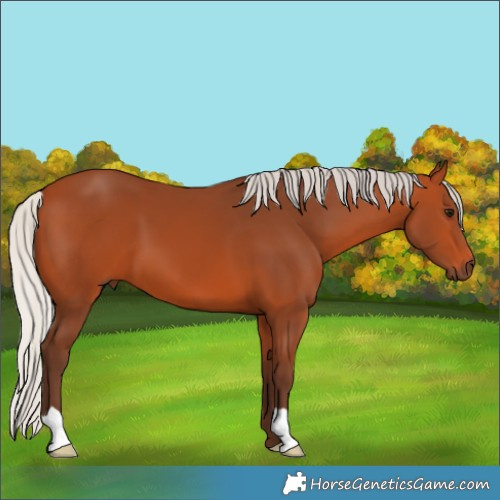 Horse Color:Silver Bay