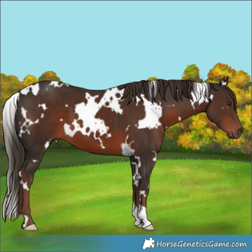 Horse Color:White Spotted Liver Chestnut