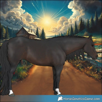 Horse Color:Brown 