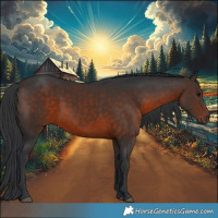 Horse Color:Brown