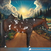 Horse Color:White Spotted Bay 