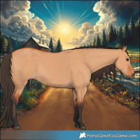 Horse Color:Bay Dun 