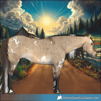 Horse Color:White Spotted Buckskin Dun Brindle 