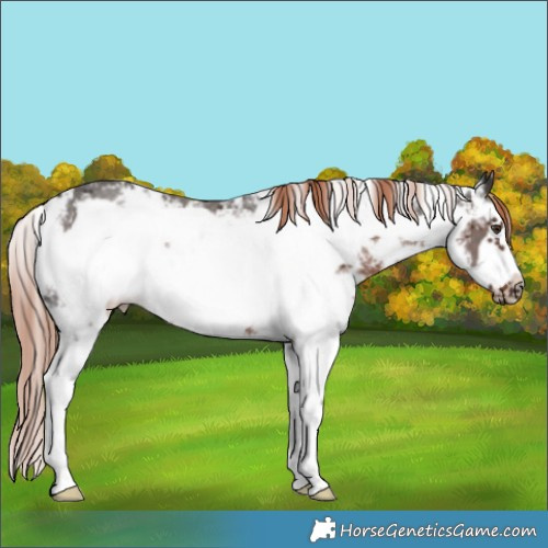 Horse Color:Liver Chestnut Sabino Frame 