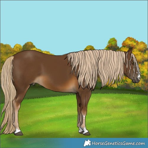 Horse Color:Chocolate Palomino 