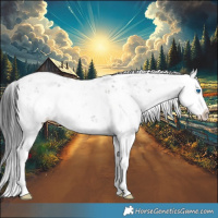 Horse Color:Grullo Sabino Splash 