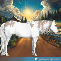 Horse Color:White Spotted Silver Grullo Sabino Splash Rabicano 